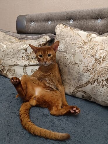 очень нужны: Абиссинский кот, окрас соррел (рыжий/корица) - Породные черты — 3