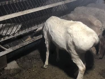 коты бишкек: Сатам | Ургаачы кой (ургаачы) | Союуга, Көбөйтүү үчүн, Жүн үчүн | Асыл тукумдуу, Ургаачы — 2