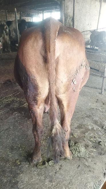 теленки бычки: Продаю | Корова (самка) | Для молока — 9