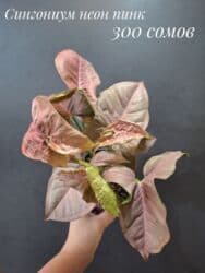 живые растения в аквариум купить: Комнатные растения, цветы (молодые растения, взрослые экземпляры). Не — 15