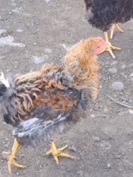 продажа домашних животных: Продаю петухов порода Курчавые — 6