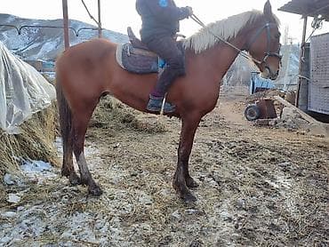 скупка лошадей: Продаю | Конь (самец) | Рабочий | Мерин — 2