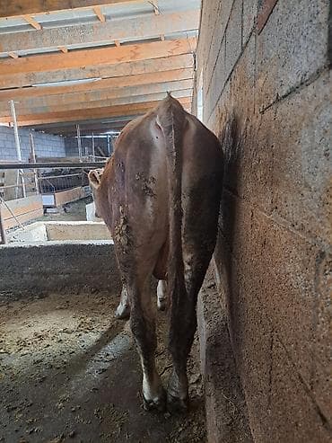 чистокровный жеребец: Продаю | Бык (самец) | На откорм | Привязанные — 2