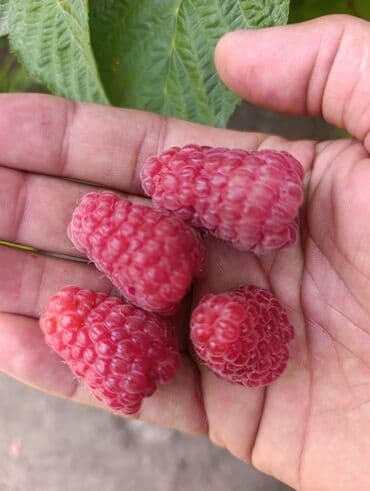 саженцы шиповника: Малина — 16