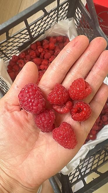 сколько стоит шайн мускат: Саженцы малины сорта Маравилла. Адаптированные к местному климату — 2