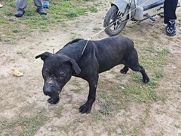 ит керек: Питбуль, 4 жаш, Эркек, Эмделген — 2