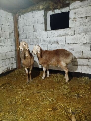 где можно купить кошку в бишкеке: Продаю | Баран (самец) | Для разведения | Ярка — 2