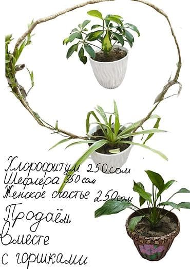 мраморный: Комнатные растения и подвес для кашпо - Сансевиерия (Sansevieria — 10