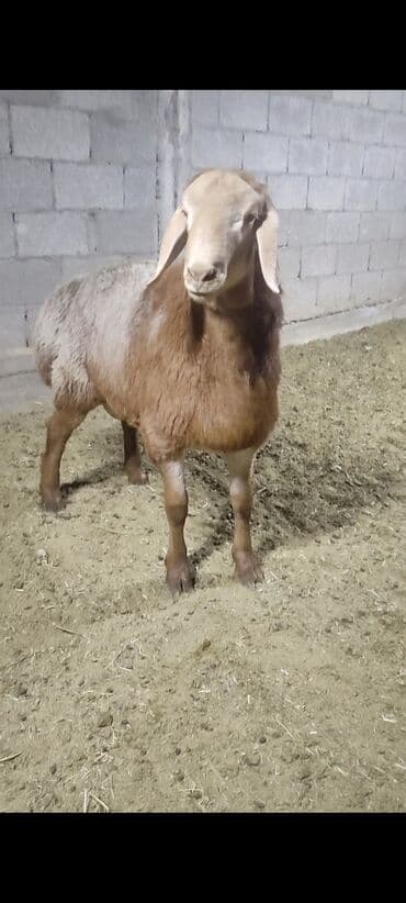 хаски шенок: Продаю | Баран (самец) | Для разведения | Племенные — 7