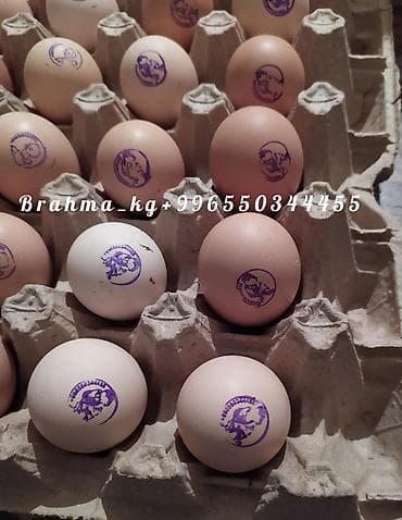 продаю инкубатор: Продаю | Куры, Инкубационные яйца | Брама | Для разведения — 10