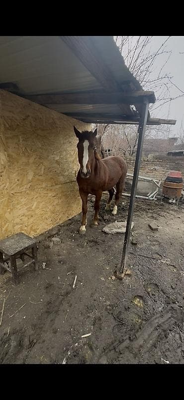 А/ч жаныбарлары үчүн тоюттар: Сатам | Жылкы (эркек), Байтал, Тай | Першерон, Дончак | Союуга, Көбөйтүү үчүн, Сүт алуу үчүн — 2