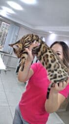 отдам котенка в добрые руки: На бронь бенгальские котята,свободны две девочки,к переезду будут — 12