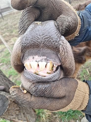 Продаю | Корова (самка) | Для разведения | Стельные