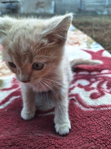 отдам переноску для кошек: Добрые, ласковые, воспитанные, классные котята ищут добрых и — 3