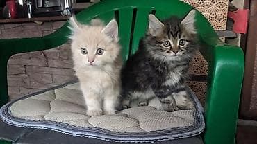 котята 1 месяц: Пушистые котята Возраст ~ 1.5 месяца Отдам в добрые руки 🤗 На — 1