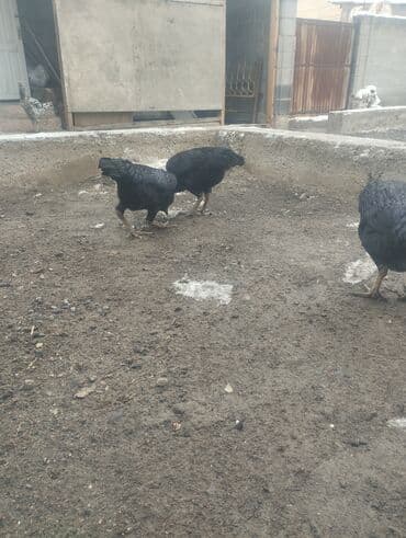 декоративный кур: Продаю | Куры | Дакан | Для боев — 2