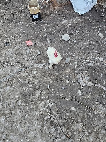 Аквариумдар: Сатам | Короздор | Көбөйтүү үчүн — 2