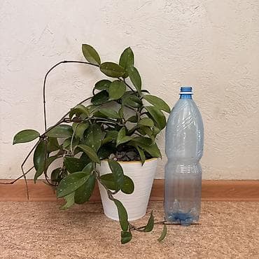 Хойя карноза (восковой плющ) в горшке - Ампельное комнатное растение