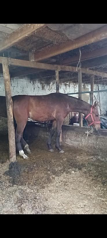 куплю туки: Продаю | Кобыла (самка) | Рабочий — 1