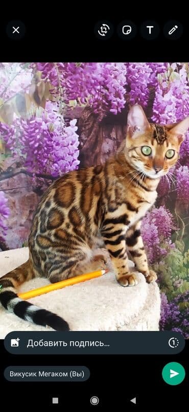 бенгальский леопардовый кот: Друзья !! в проф питомнике Бен Гла Мур новые детки .Бенгальские котята — 11