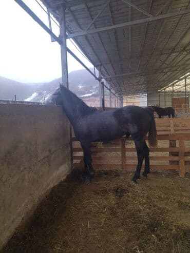 Продаю | Конь (самец) | Конный спорт