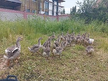 попугай корелла цена бишкек: Продаю Гусят возраст сорок дней цена Окончательная ниже не копейки — 2