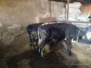 Продаю | Бык (самец) | На откорм | Привязанные