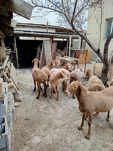 Продаю | Овца (самка) | На забой | Матка — 10