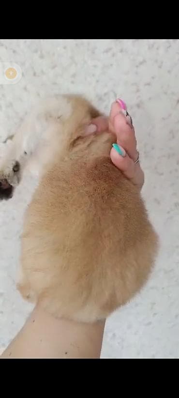 котята британской шиншиллы: Золото 25000 девочка одна осталась Породистые котята – Скоттиш страйт — 2