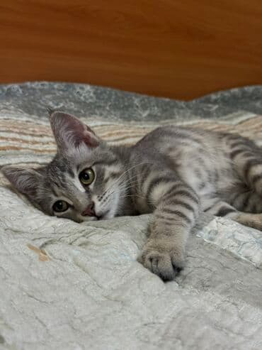 купить немецкую овчарку в бишкеке: Беспородная, 4 месяца, Мальчик, Серый, Метис, Приучена к лотку, Проглистована — 5