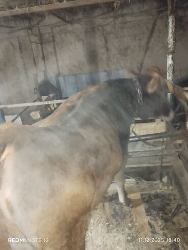 дойный коров: Продаю | Тёлка | Швицкая | Для молока — 2