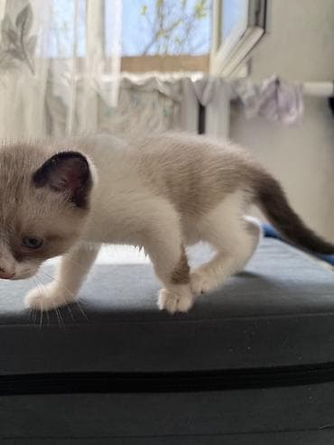 cat litter: Кошка даром: Беспородная, 1 месяц, Девочка — 7