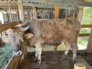 бык ангуст: Продаю | Бык (самец) | Для разведения | Осеменитель — 3