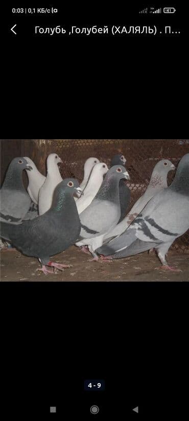 птица домашняя: Голуби домашниее — 1