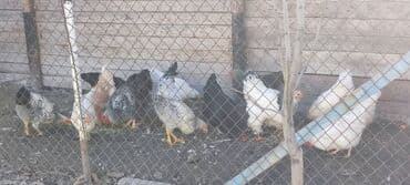 кошка домик: Продаю | Петух, Куры | Для разведения — 4