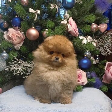 доберман щенок цена бишкек: Померанский шпиц (мини/тои). Отличный Новогодний подарок для детей — 7