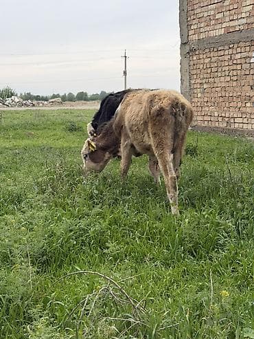 сена тук: Продаю | Музоо, торпок | Полукровка | На откорм — 5