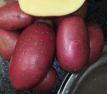 детские кроватки фото и цены: Урматуу дыйкандар! Голландиядан 2022жылы келген (ГЕРЕЗЕ) сортундагы — 3