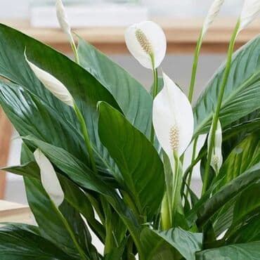 Цветы для дома и офиса. Спатифиллум или женское счастье от всех