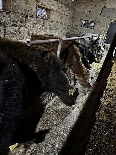 собака пидбул: Продаю | Бык (самец) | Алатауская | Для разведения | Привязанные — 9