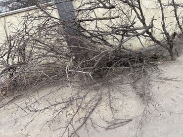 куда можно отдать ненужные вещи: Сухие ветки и сучья деревьев для растопки/ мангала/ мульчи. - Породы — 3