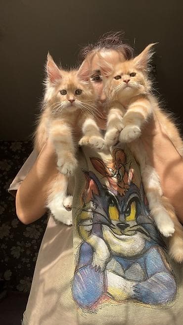 куплю хомяка с клеткой: Эксклюзивная мощные котята Мейн Куны полидакты с полным пакетом — 1