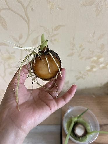 Комнатные растения: Декор для дома и сада — 8