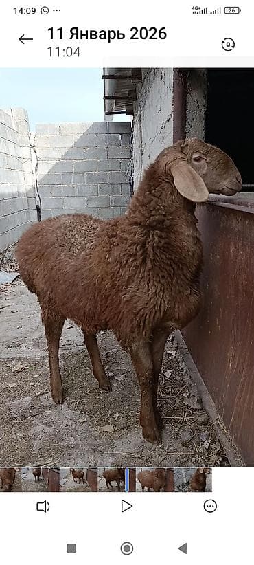 Продаю | Баран (самец) | Арашан | Для разведения | Племенные