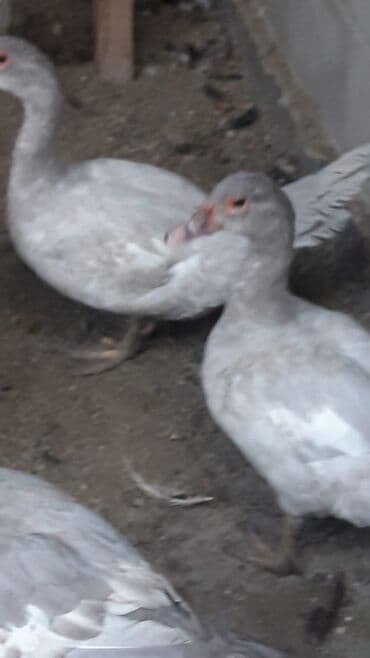 куры доминанты: Цесарки серого (жемчужного/лавандового) окраса - Домашняя птица — 2