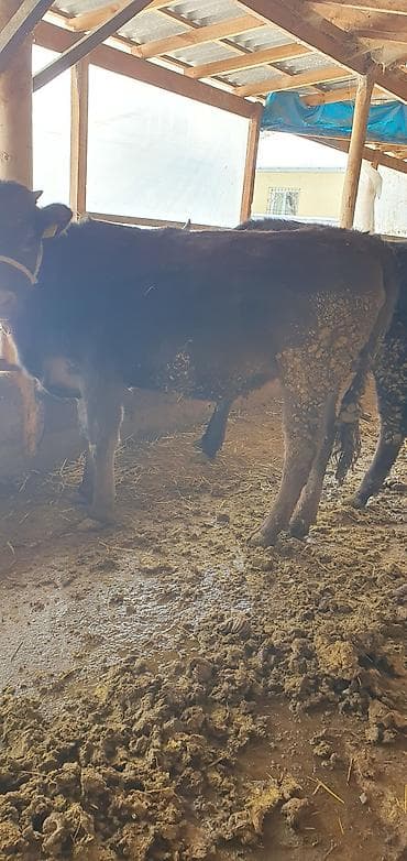 Үй жаныбарлары үчүн товарлар: Сатам | Кунаажын | Бордоп семиртүү үчүн, Союуга — 4