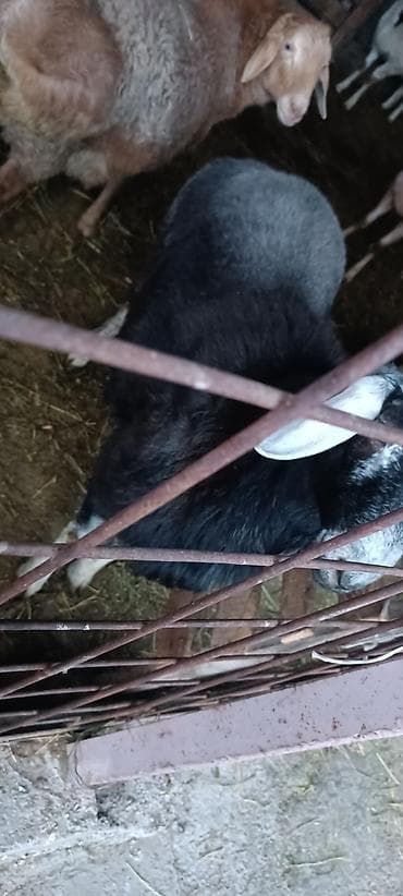 кролики бабочки: Продаю | Баран (самец) | Для разведения — 3