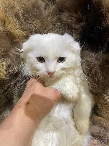 Услуги ветеринара: Скотиш Фолд (Шотландская вислоухая), 2 месяца, Девочка, Белый, Проглистована — 6