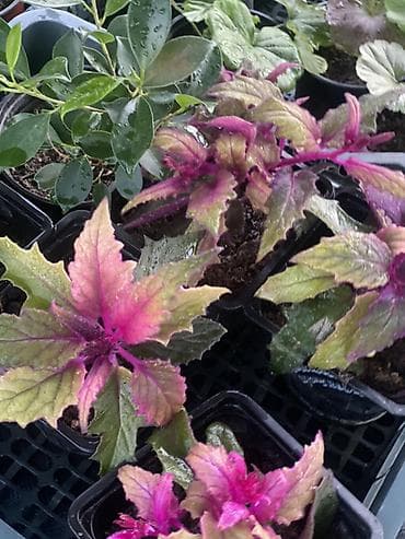 кавер продаю: Комнатные и балконные растения в горшках - Пеларгония (герань — 1