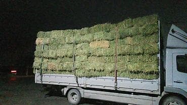 А/ч жаныбарлары үчүн тоюттар: Сено в тюках - Классические прямоугольные тюки, удобные для хранения — 1